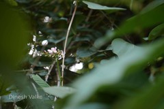 Jatropha integerrima